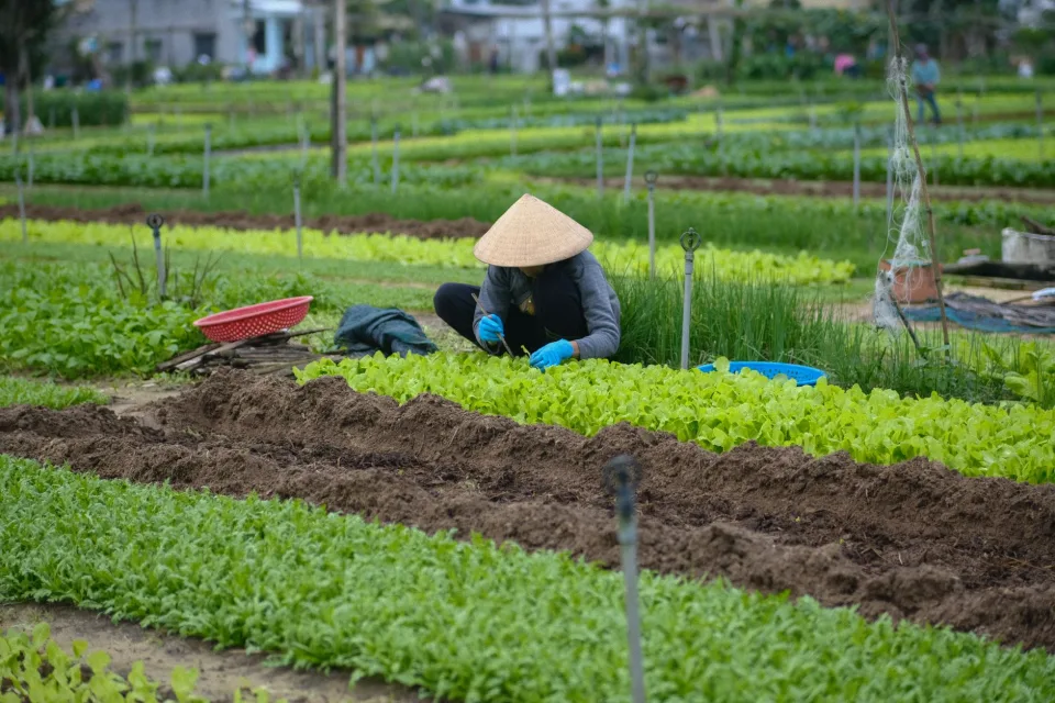 Nông sản & vật tư nông nghiệp