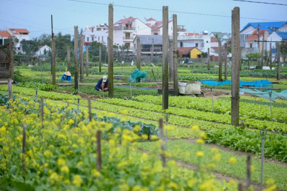 Nông sản & vật tư nông nghiệp
